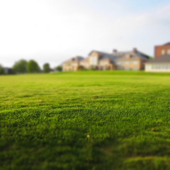 lawn-768316_1920 lawn-768316_1920